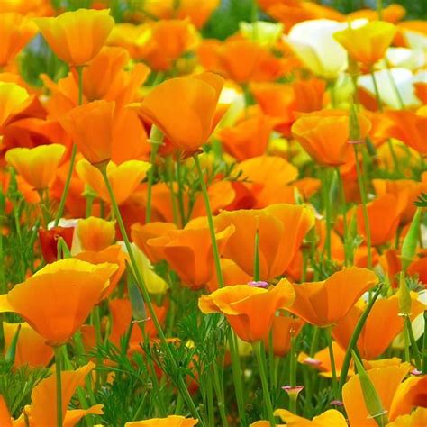 California Poppy Seeds - Wildflower Seeds - Annual Flower Seeds