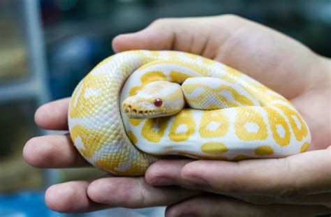 African Ball Pythons Ball Python Pet, Ball Python Morphs, Types Of Pet ...