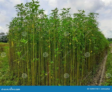 Jute Plant in the Field. Jute Cultivation in Assam in India Stock Photo - Image of cultivated ...