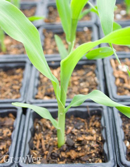 Growing Sweet Corn from Sowing to Harvest