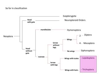 Lepidoptera | PPT