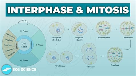 Cell Cycle Interphase Mitosis Prophase Metaphase Anaphase Telophase Cytokinesis