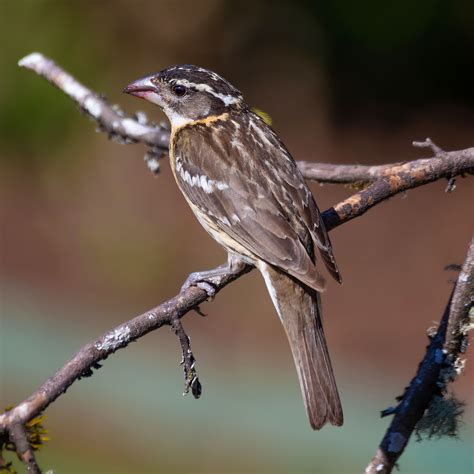 Juvenile Black-headed Grosbeak