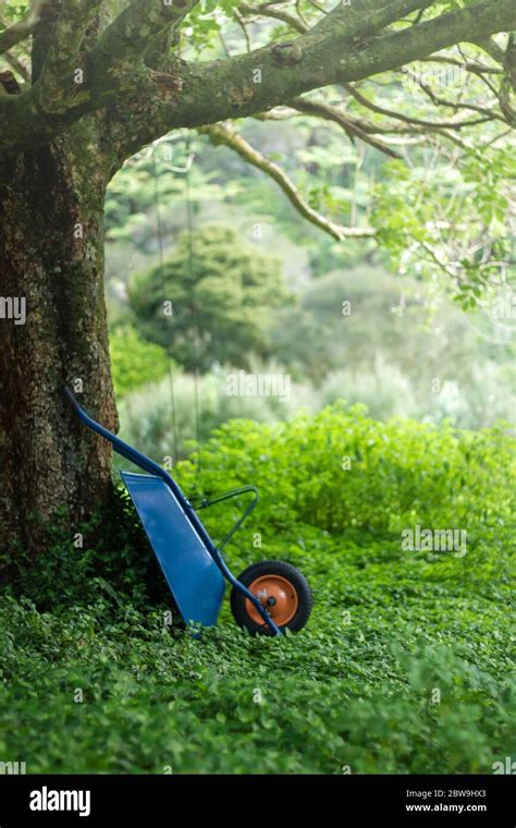 A blue wheelbarrow in a green garden Stock Photo - Alamy