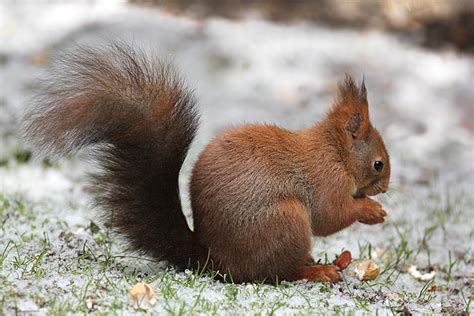 Kostenlose foto : Schnee, Winter, Tier, Tierwelt, Säugetier, Nagetier, Fauna, Whiskers ...