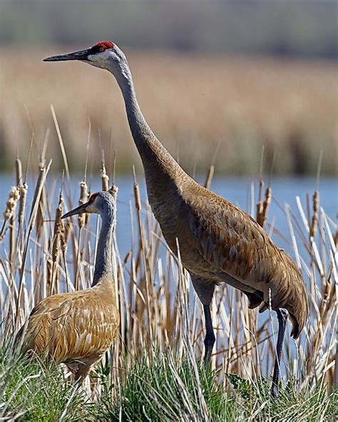 Sandhill Crane Facts: Animals of North America - WorldAtlas.com