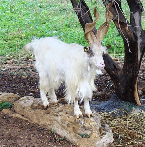 La Capra Girgentana – Ancient Goat of Agrigento | Crumbs on Travel