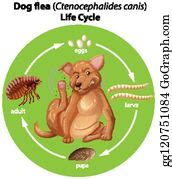 6 Flea Life Cycle Diagram Illustration Clip Art | Royalty Free - GoGraph