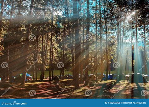 Pine Tree Forest with the Sunrise Stock Image - Image of leisure ...