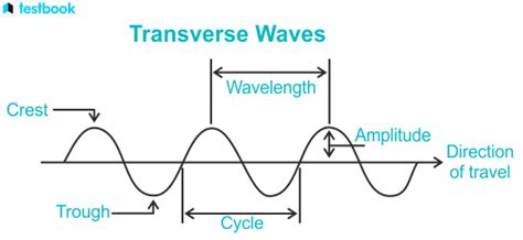 Transverse Wave: Definition, Examples, Characteristics, Uses