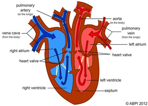 Simple heart diagram to label by kpendlebury - Teaching Resources - TES