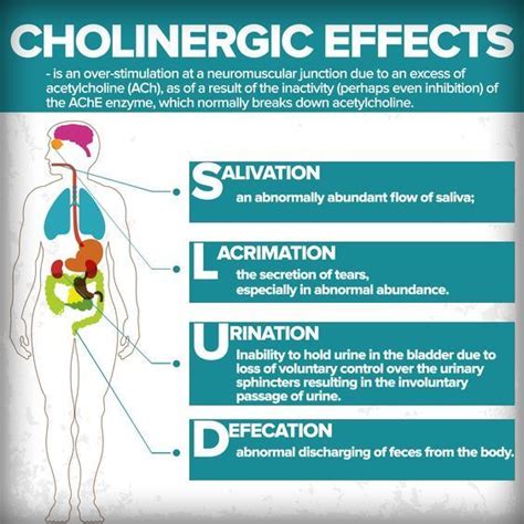 Cholinergic Effects #mnemonic #nursingschool #nursingresources - Image ...