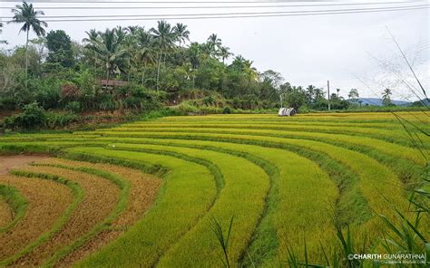 Sri Lankan rice cultivation in Paddy Fields | ©Copyright Cha… | Flickr