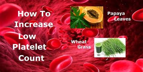 Increase a Low Platelet Count | Low platelet count, Low platelets, Health