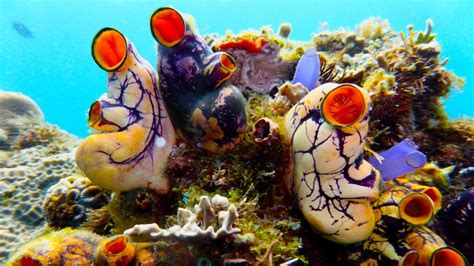 Over 100 new marine species discovered in PH | ABS-CBN News