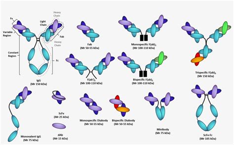 Recombinant Antibody Fragments - Therapeutic Antibody And Protein Process Development ...