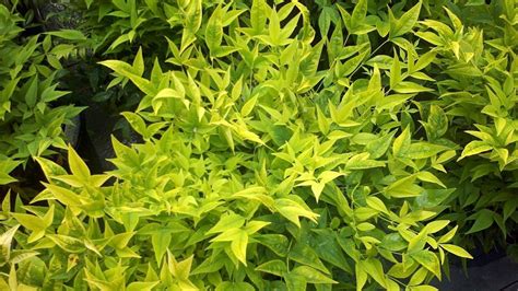 Nandina domestica 'Lemlim' PBR Magical Lemon Lime R | Plant Select