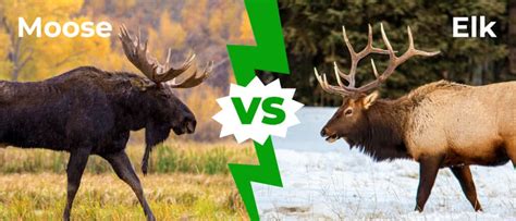 Moose vs Elk: 5 Key Differences Explained - A-Z Animals