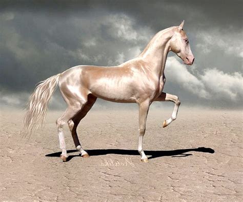 1000+ ideas about Akhal Teke on Pinterest | Horses, Quarter horses ... | Akhal teke horses ...