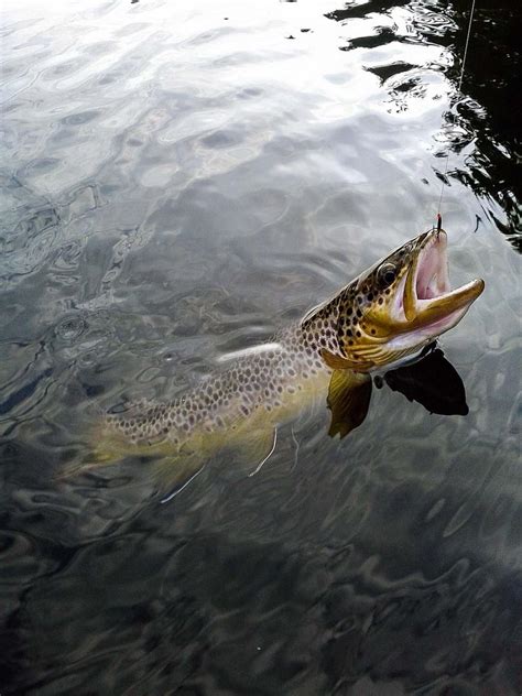 Brown trout | Global FlyFisher