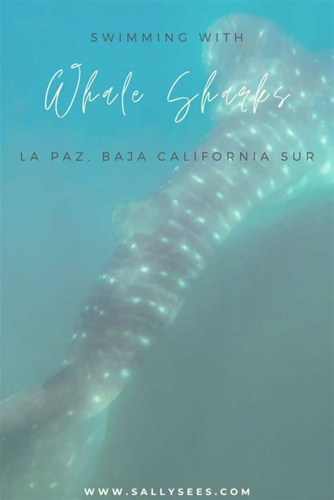 How to Ethically Swim with Whale Sharks in La Paz, Mexico