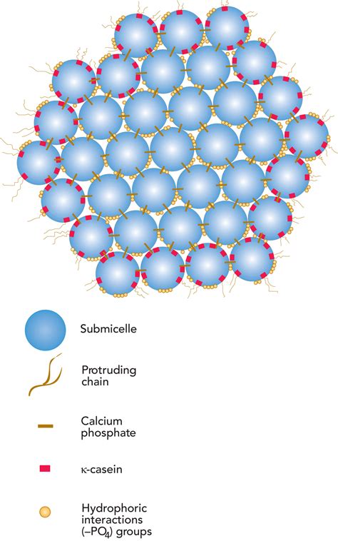 THE CHEMISTRY OF MILK | How to make cheese, Calcium chloride, Calcium