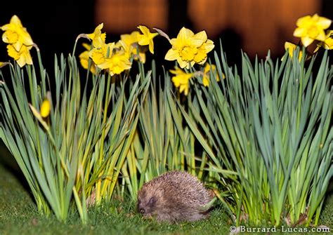 Garden Hedgehog - Burrard-Lucas Photography