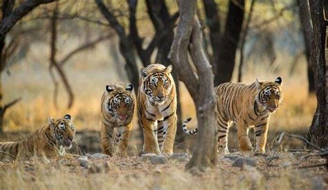 25 Best Wildlife Sanctuaries In India For Your Next 2023 Safari!