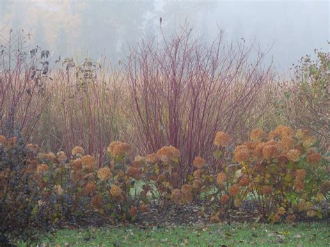 Cornus Arctic Fire® - Red Red-Twig Dogwood – ButterflyBushes.com