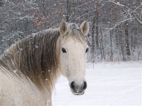 48+ Cute Winter Animal Wallpaper, Background Photos & HD Images | Horses in snow, Snow animals ...