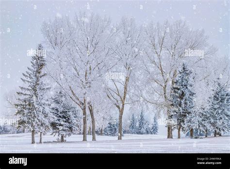 Snow Falling Over Winter Trees Stock Photo - Alamy