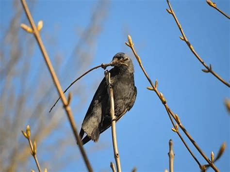 Crow Nesting Habits - Where Do They Nest? [An Ultimate Guide + FAQs ...