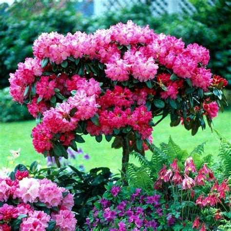 Rhododendron in gardening tips for planting, care, fertilization ...