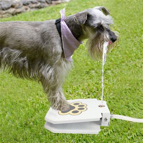 2020 Pet Dog Automatic Water Fountain Dog Sprinkler Dispenser Paw ...