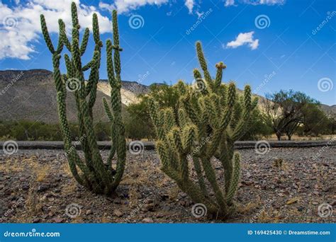 Cactus on a Desert in Mexico Stock Photo - Image of turist, black: 169425430