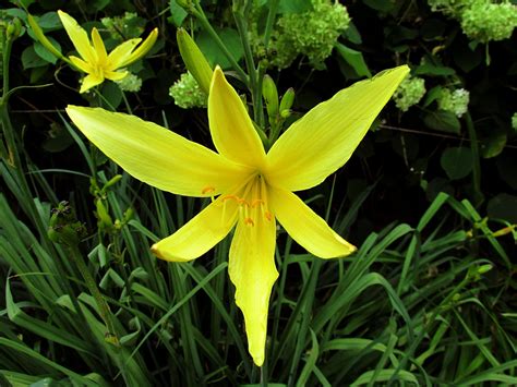 Cottage-in-the-Meadow Gardens - Citrina