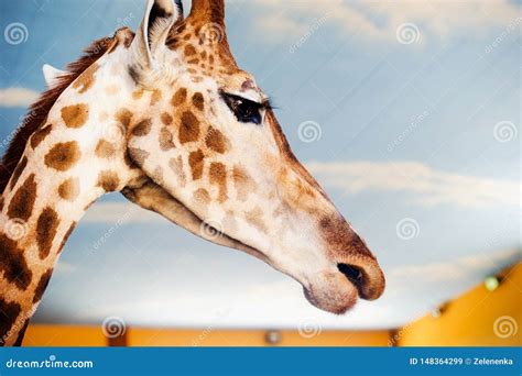 Portrait of a giraffe stock image. Image of beautiful - 148364299