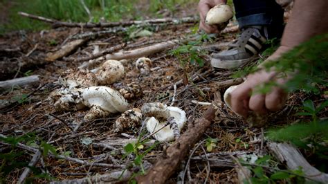 Matsutake (mushroom)