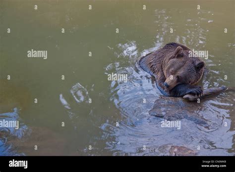 Bear in water Stock Photo - Alamy