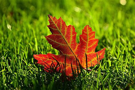 leaves background, leaves, leaf, autumn, colorful, foliage, nature, fall, seasons, vein, stem ...