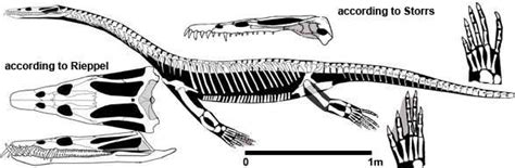 Nothosaurus, Corosaurus and Ceresiosaurus | Sea monsters, Fossils, Disguise