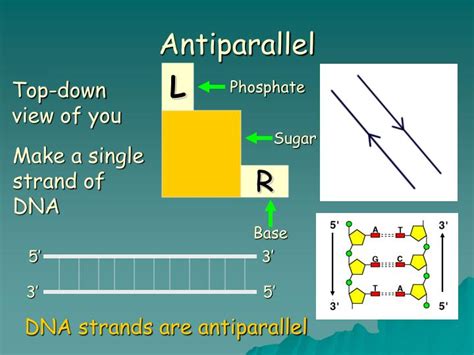 PPT - DNA STRUCTURE From “Molecular Biology Made Simple and Fun ...