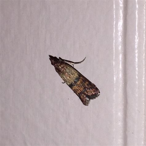 Lots of these little (moths?) in our house, lately. Ohio, USA. I've ...