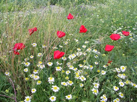 Nuestros campos en primavera. Margaritas y amapolas. | Flores ...