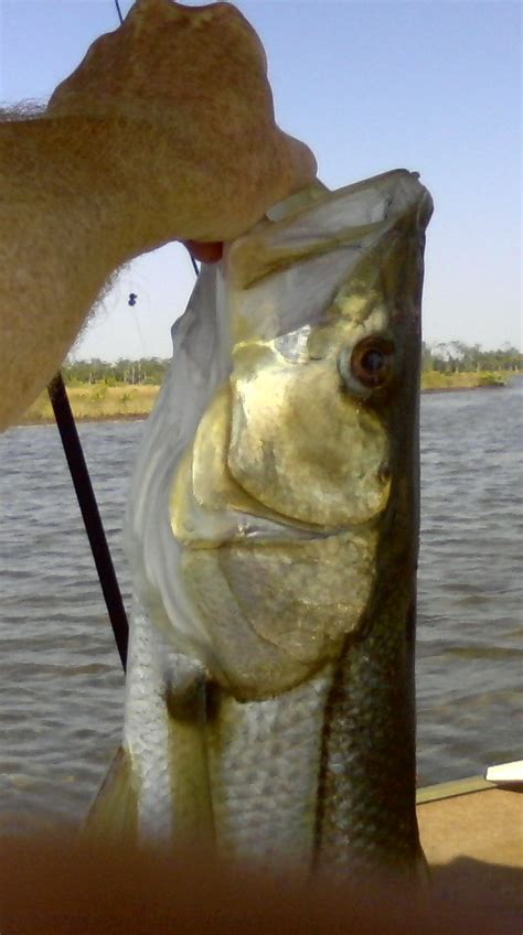 Hernando Fish Identification and Tips: Snook