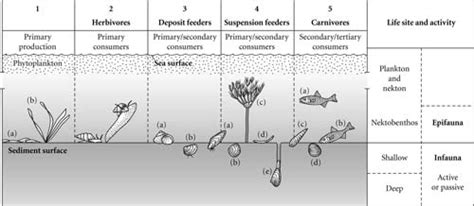 Penyuluhan Perikanan: EPIFAUNA & INFAUNA