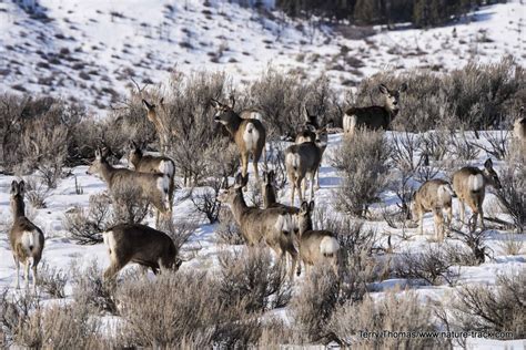 Elk and Deer Migration