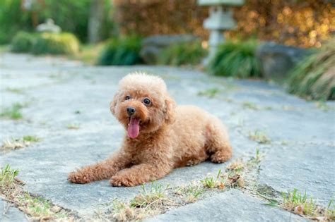 Toy Poodle: Dog Breed Characteristics & Care