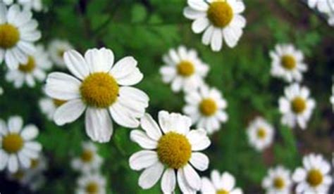 Anthemis Nobilis (Roman Chamomile) - Extract, Oil, Benefits, Uses