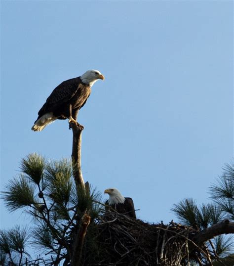 Bald Eagles Nesting at Jordan Lake Park – Best Life Birding